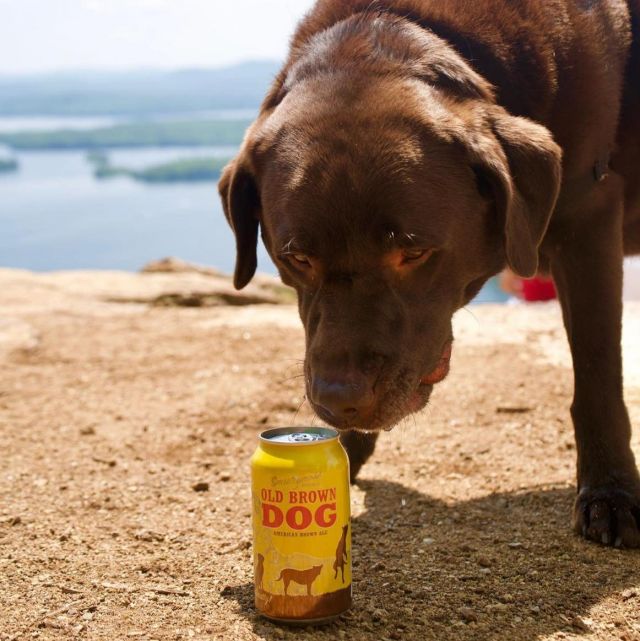 Whether It’s An Old Brown Dog, A Flying Dog, Or A Brewdog We’re Prepared For National Dog Day Here At TVB. 🐶🦴🐾

#dog #oldbrowndog #flyingdog #brewdog #nationaldogday